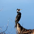 Kormoran