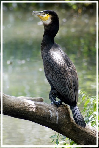 Kormoran