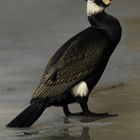 Kormoran