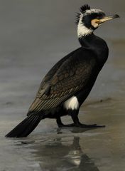 Kormoran