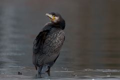 Kormoran -