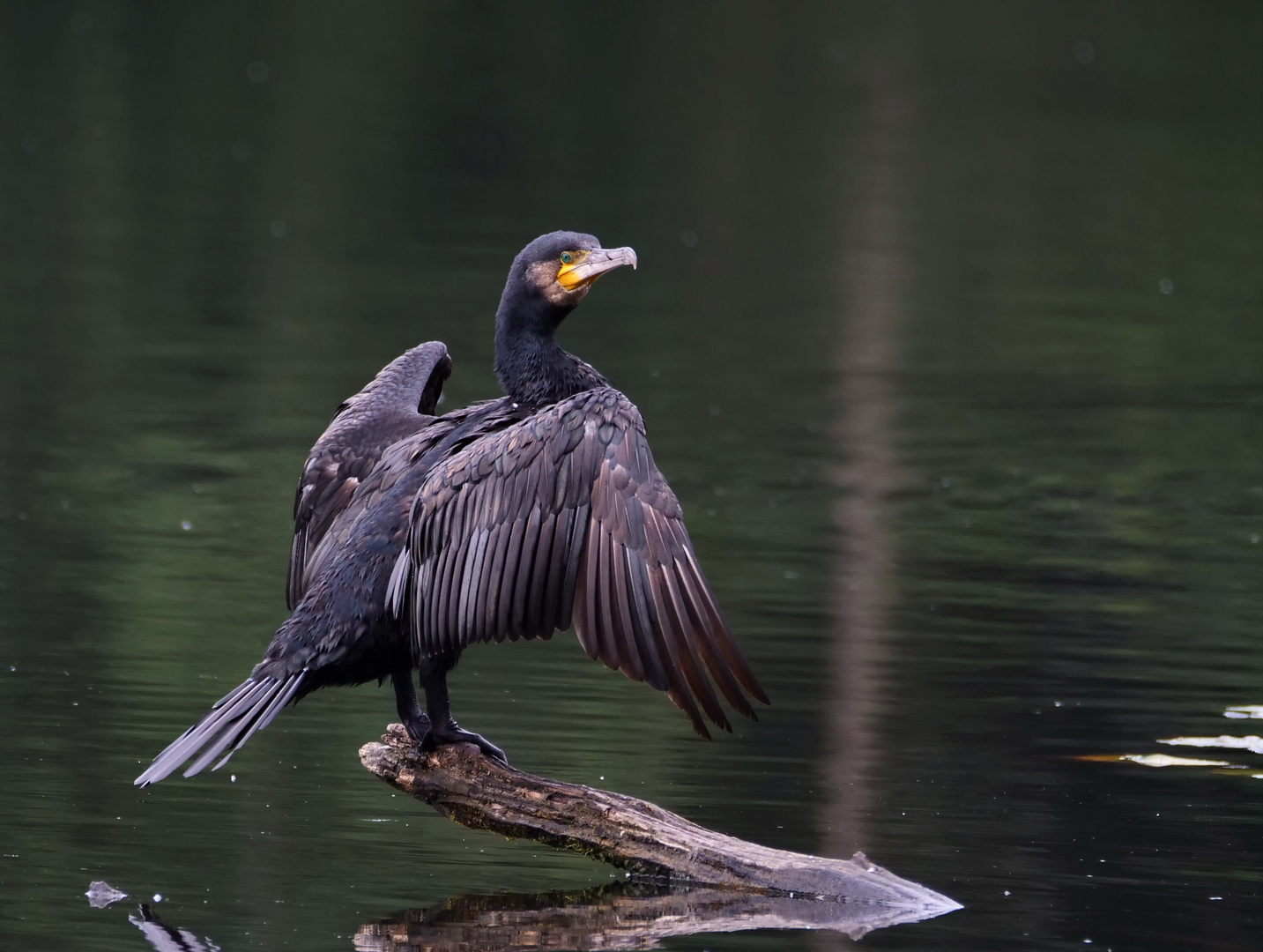 Kormoran