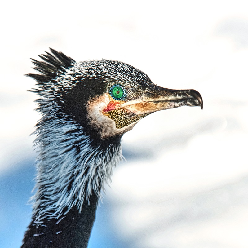 Kormoran