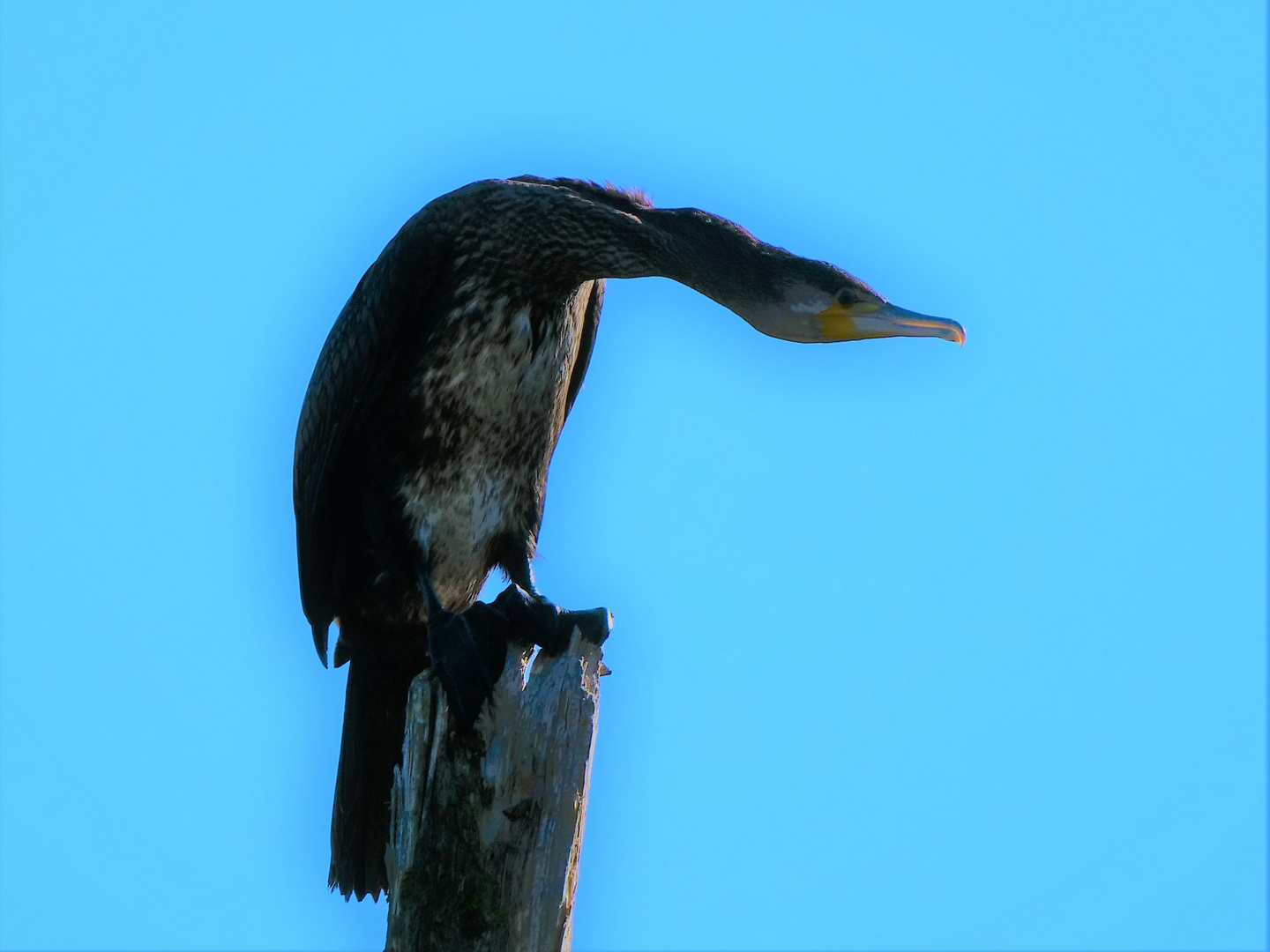 Kormoran