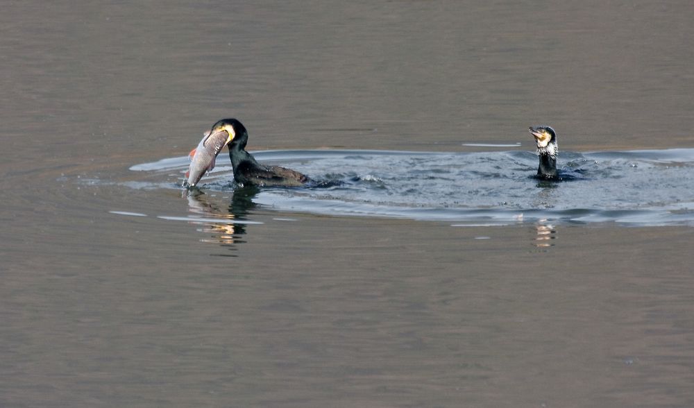 kormoran