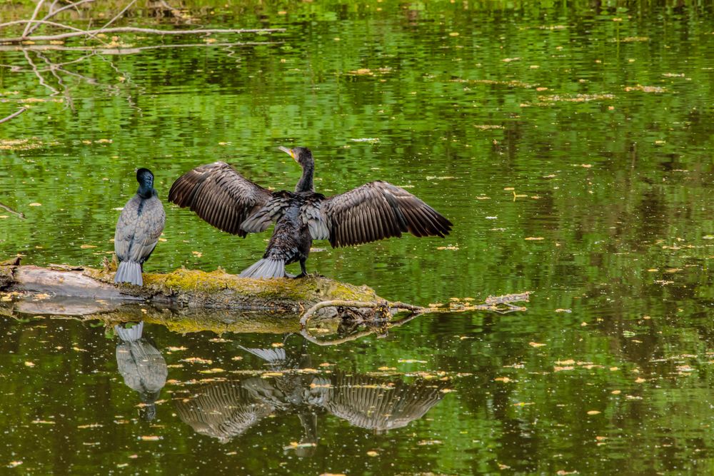 Kormoran