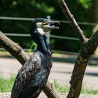 Kormoran