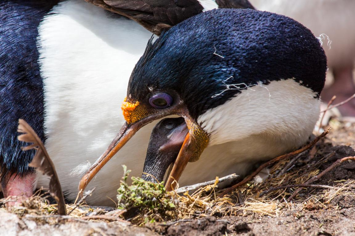 Kormoran