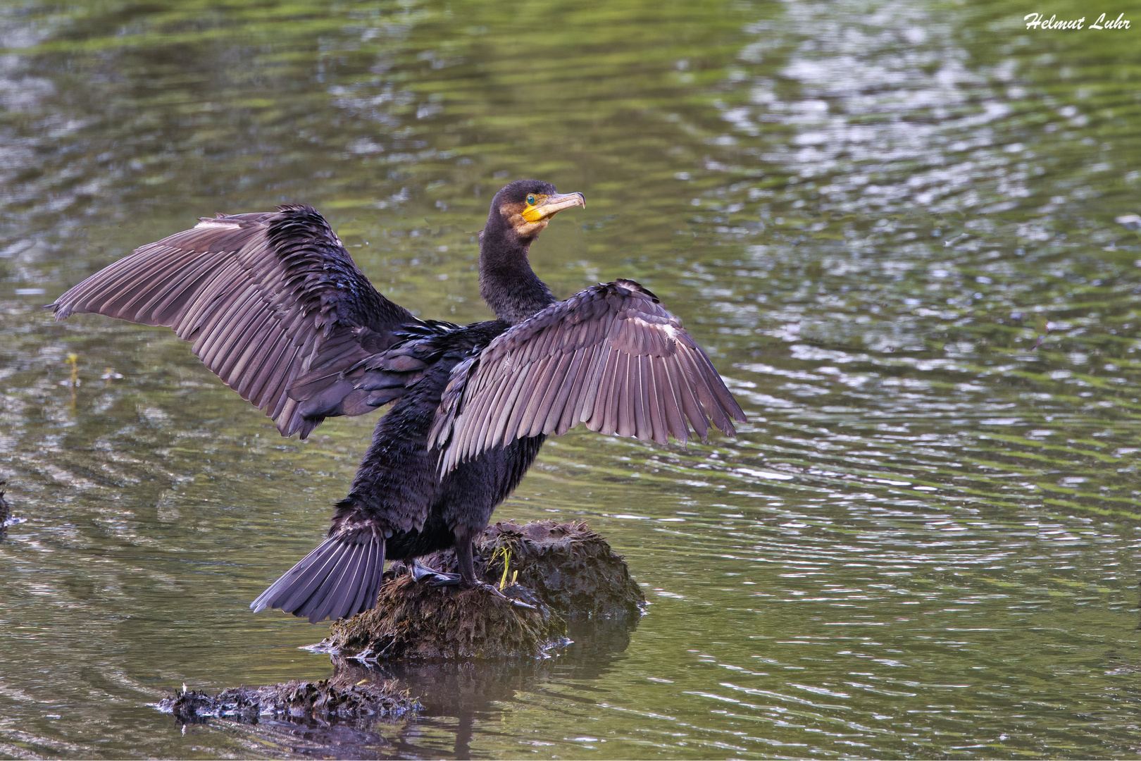 Kormoran . . .