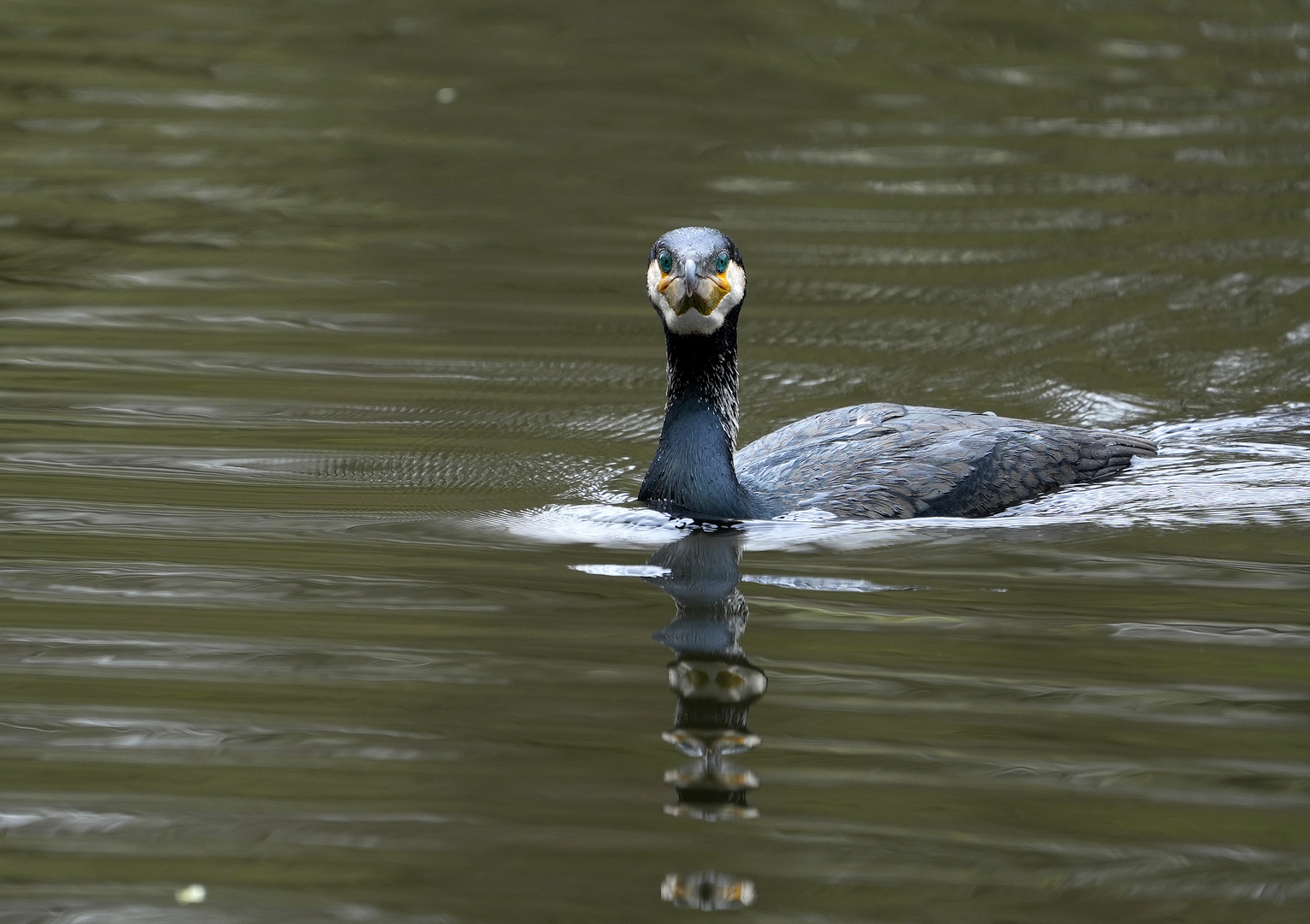 Kormoran