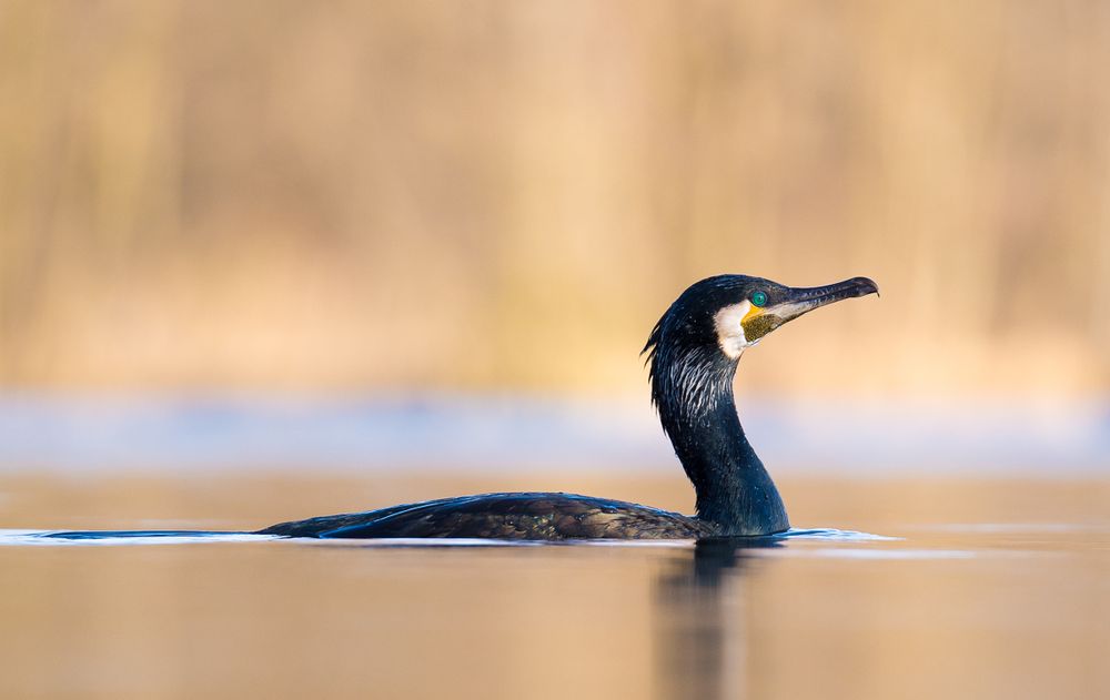 Kormoran