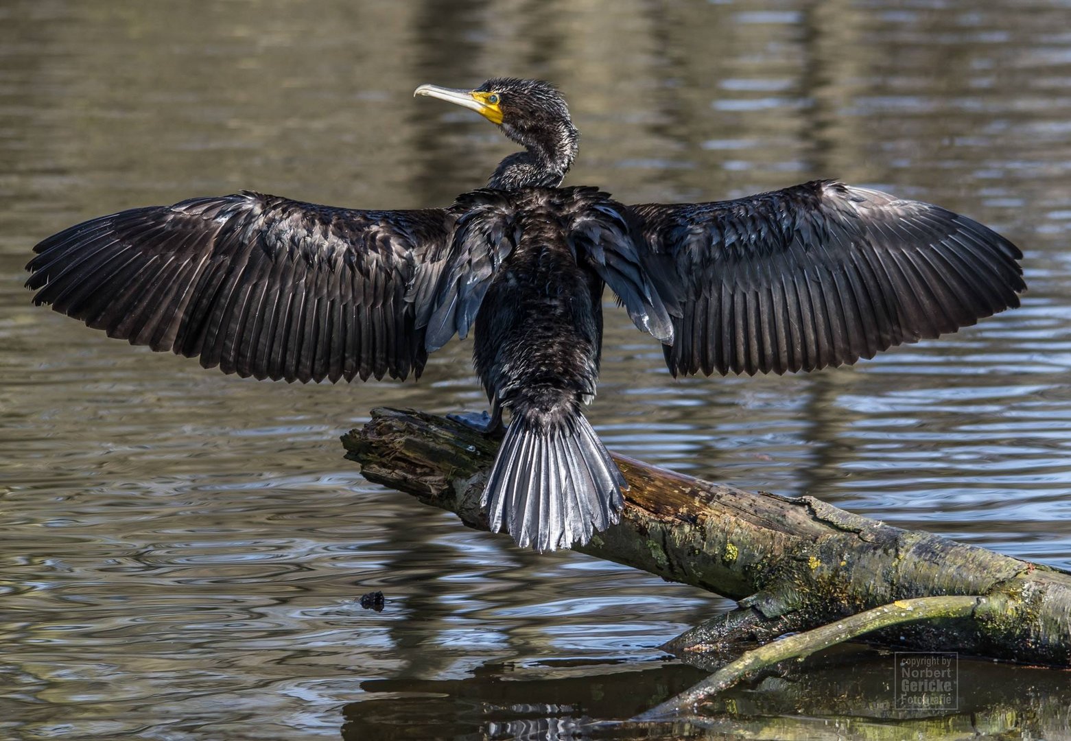 Kormoran