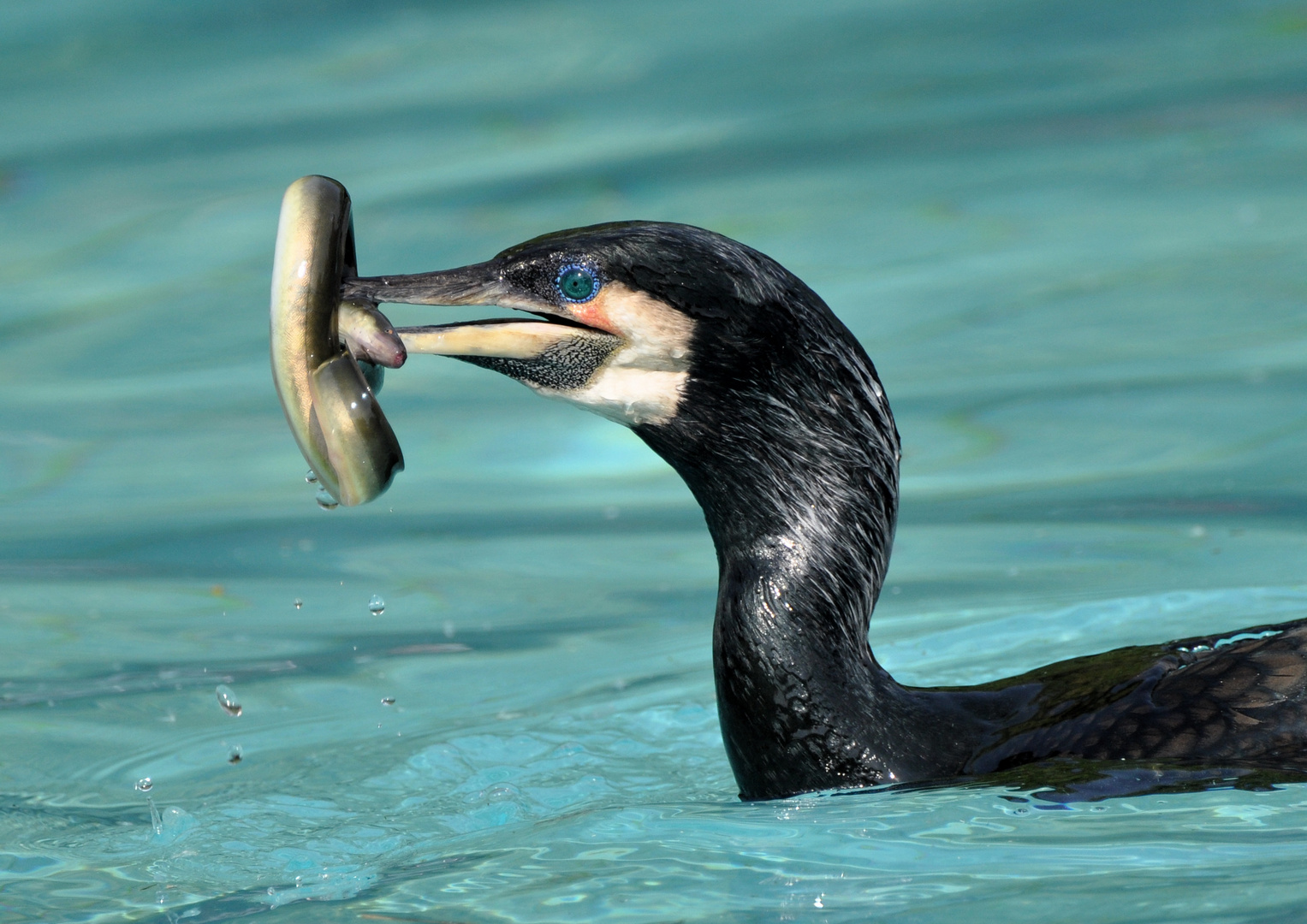 Kormoran