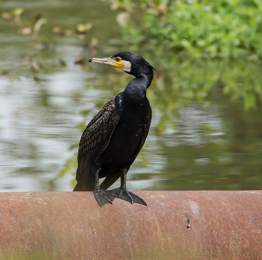 Kormoran