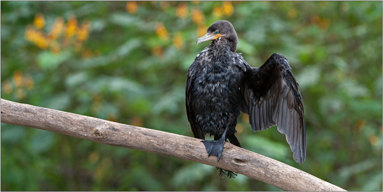 Kormoran