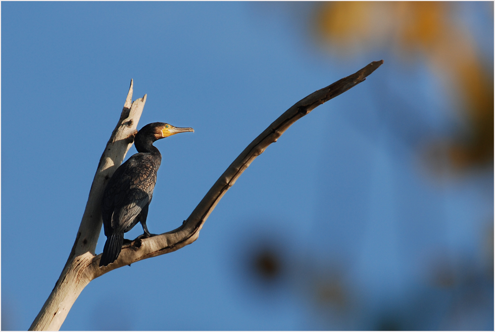 Kormoran