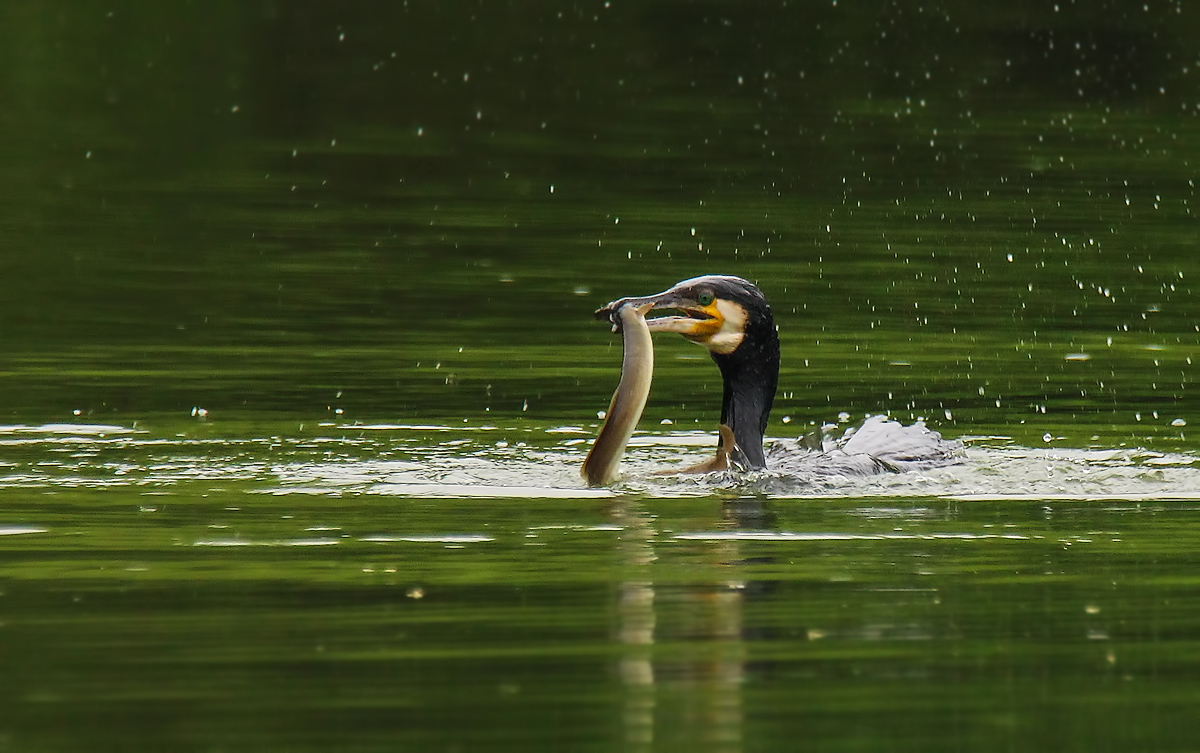 Kormoran