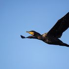 Kormoran                  