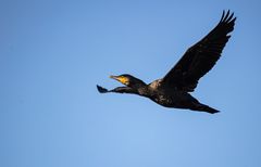 Kormoran                  