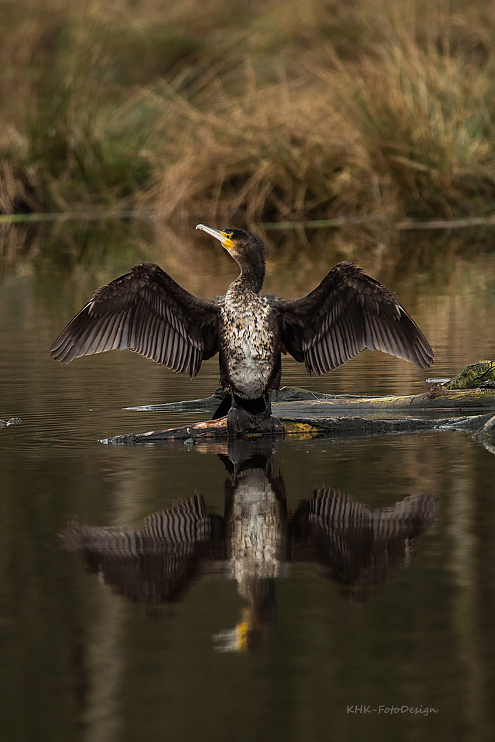 Kormoran