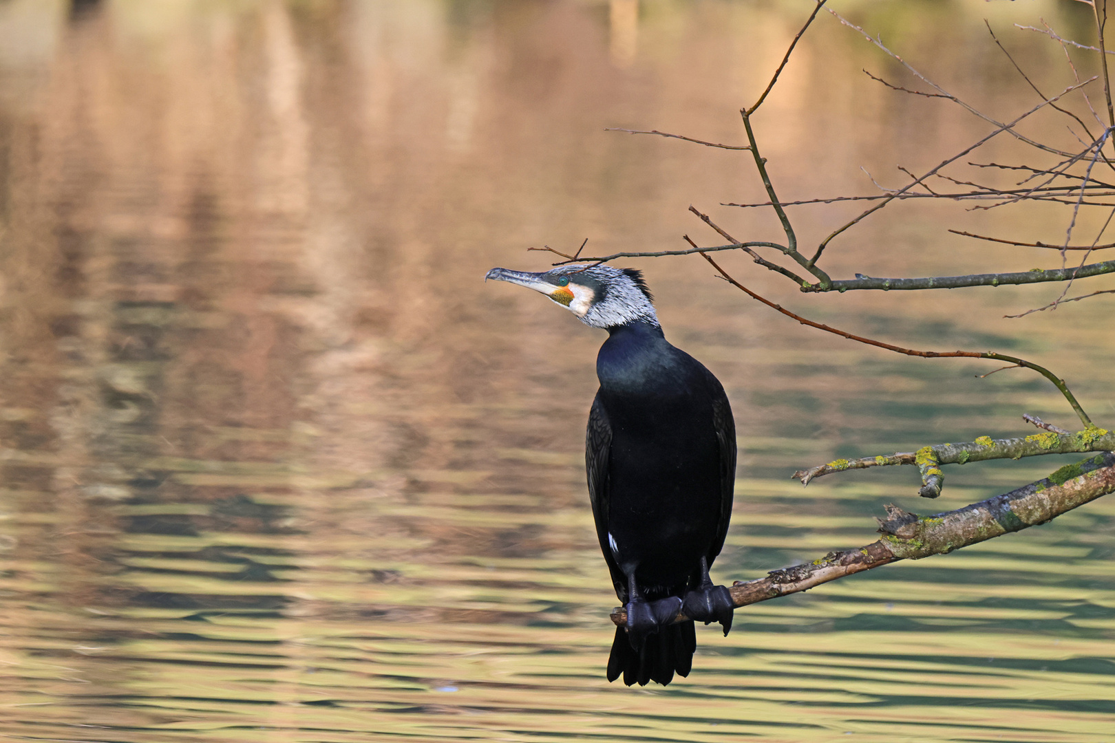 Kormoran