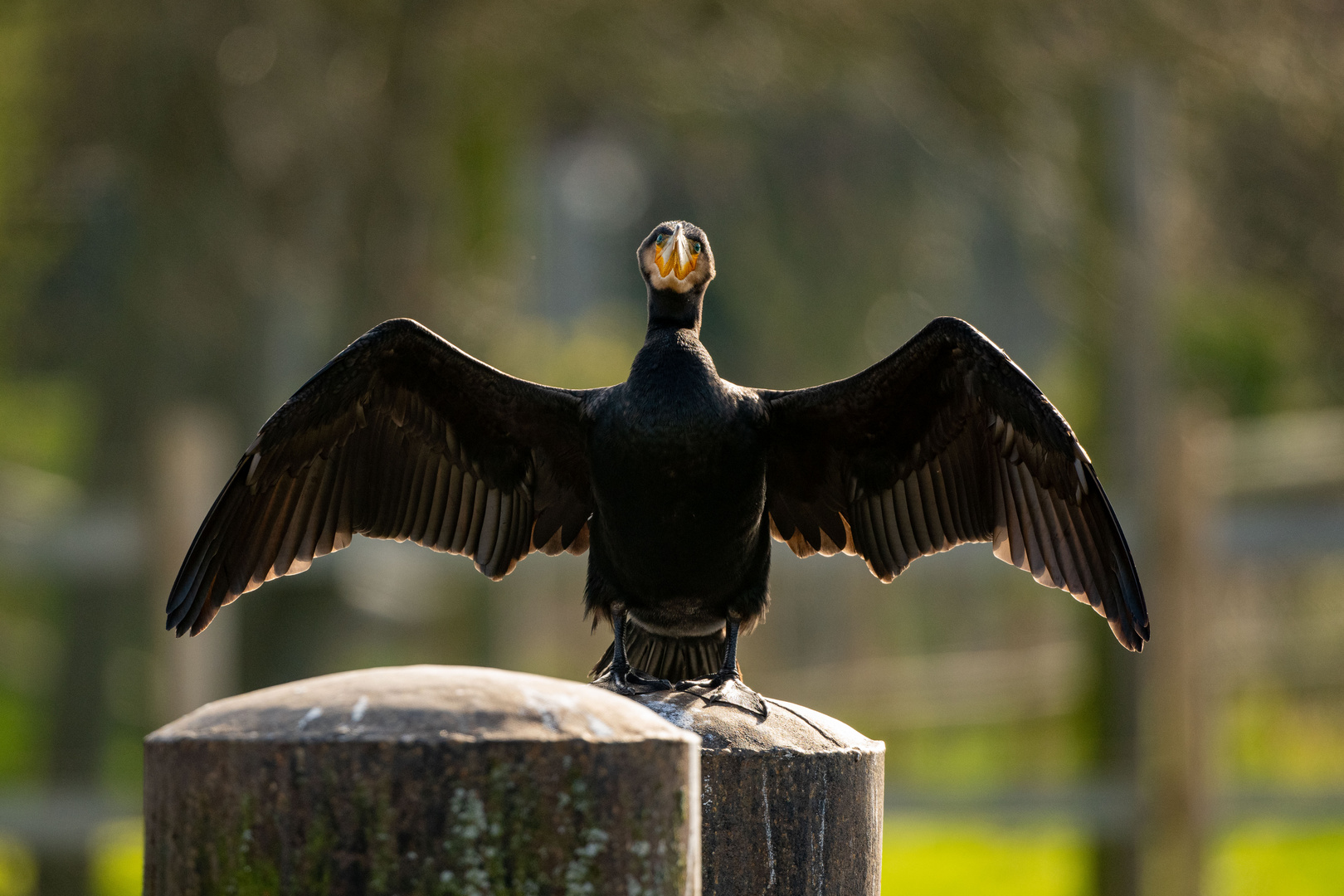 Kormoran