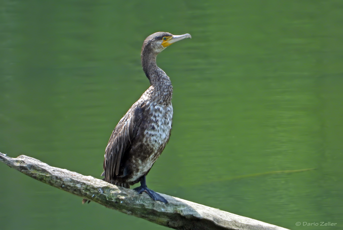 Kormoran