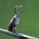 Kormoran