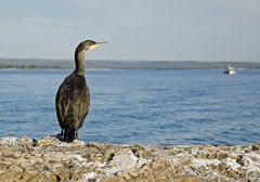 Kormoran