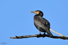 Kormoran