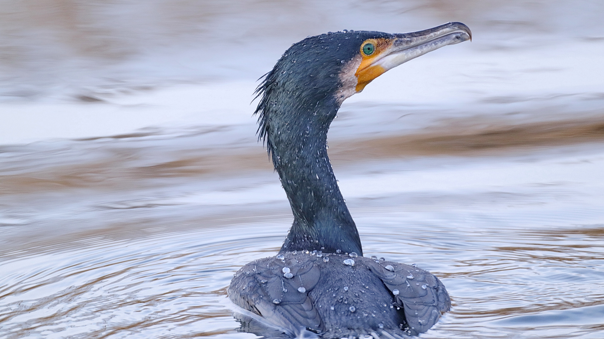 Kormoran