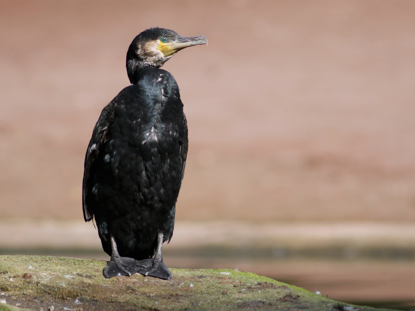 Kormoran