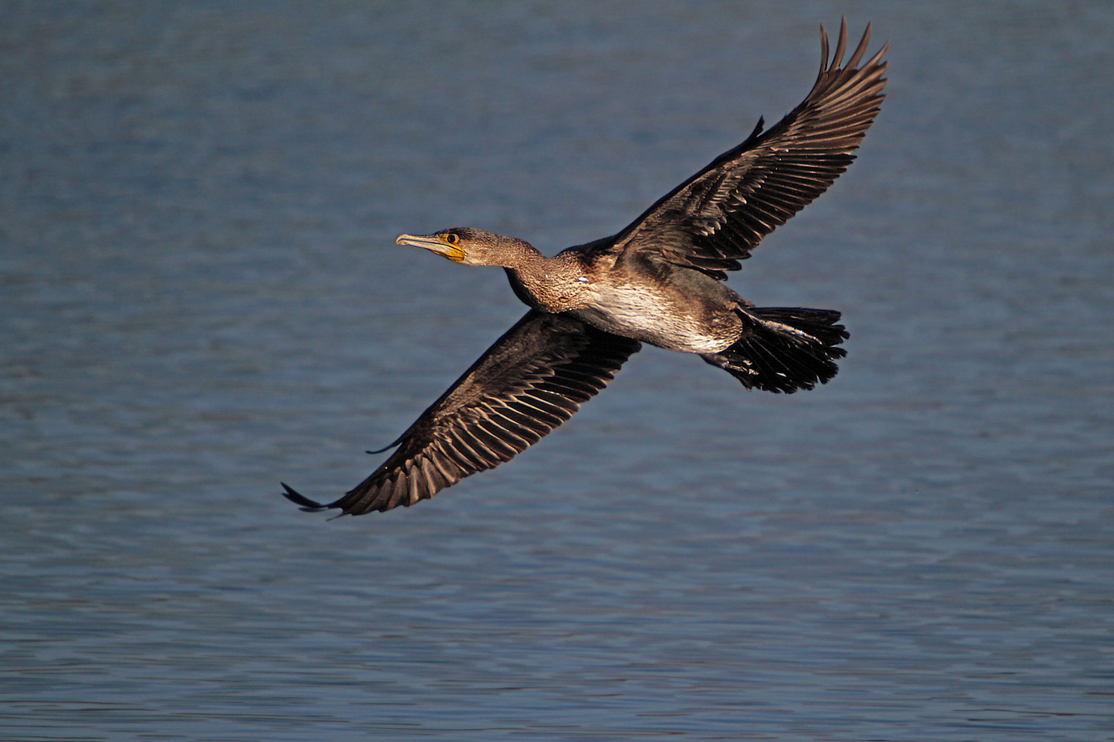 Kormoran