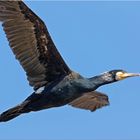 Kormoran