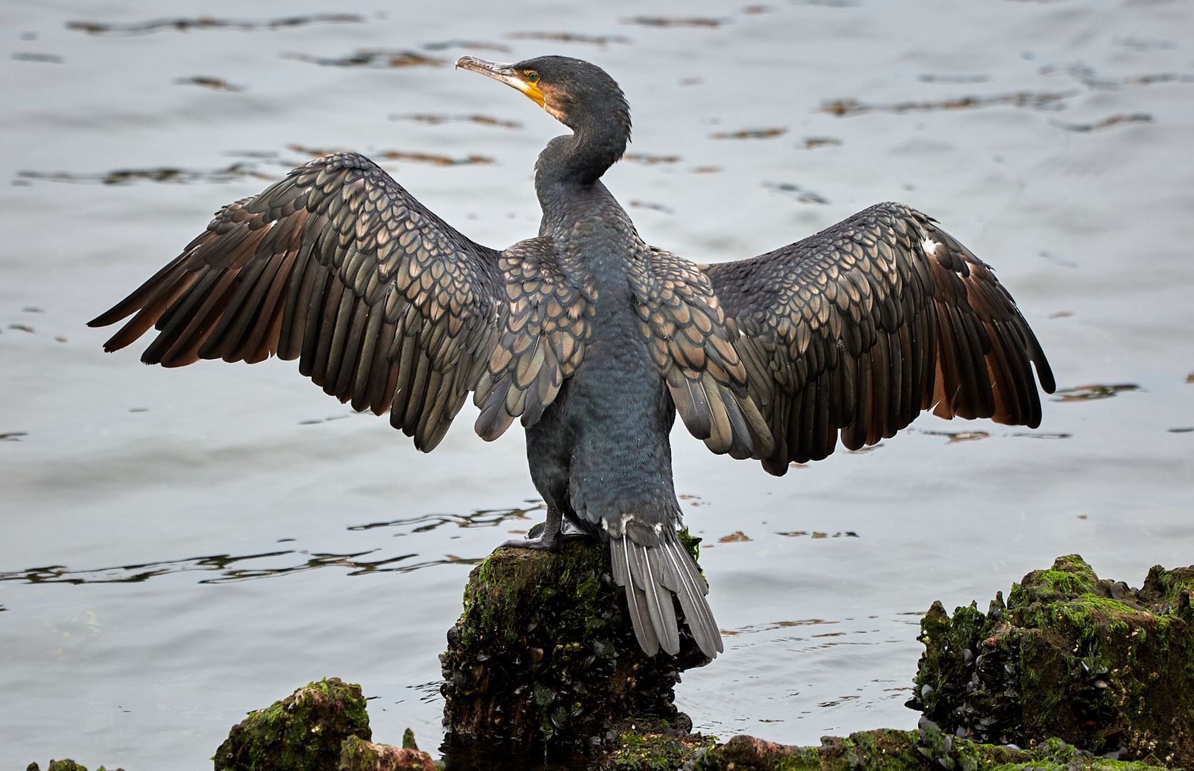 Kormoran