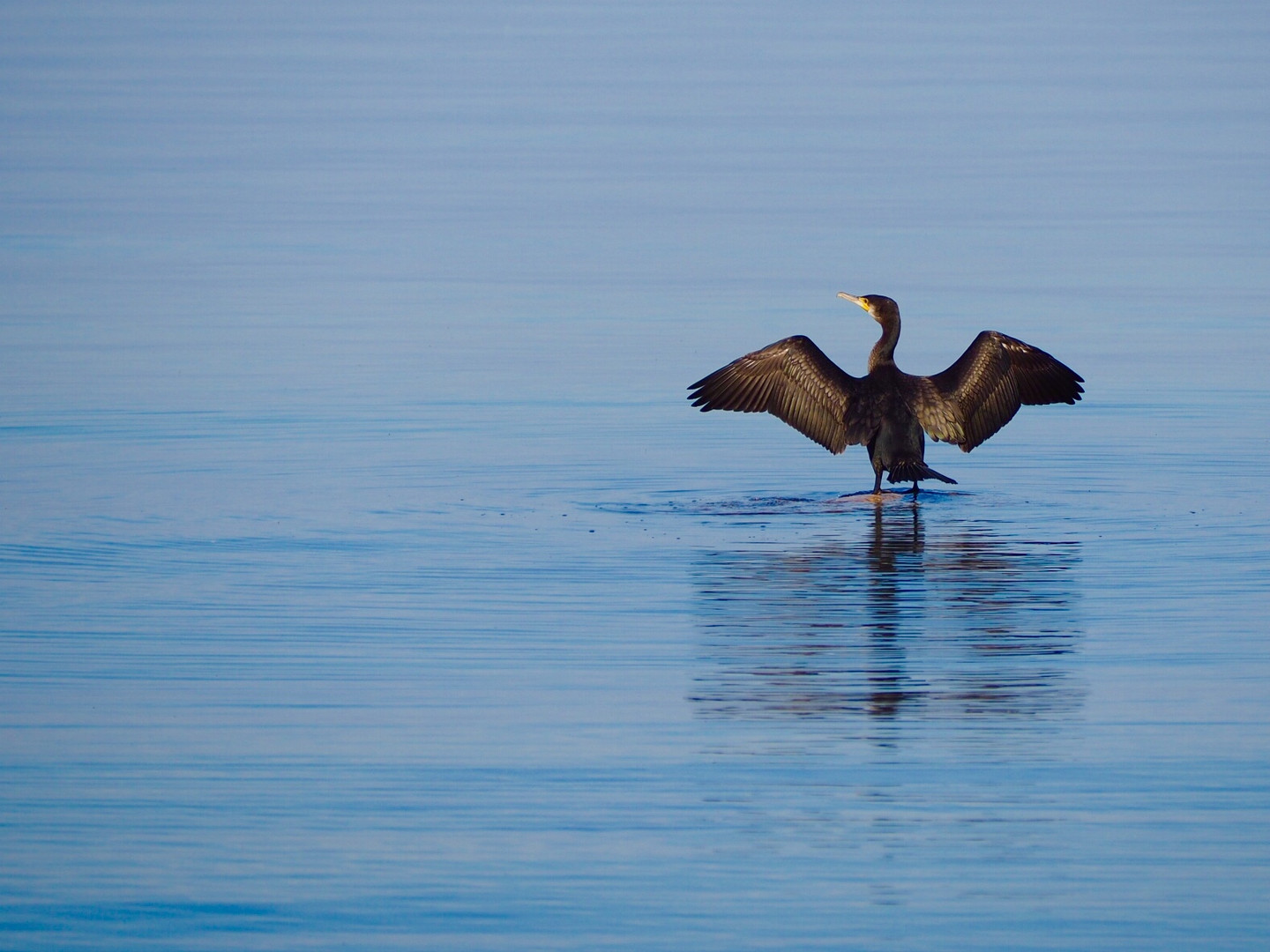 Kormoran