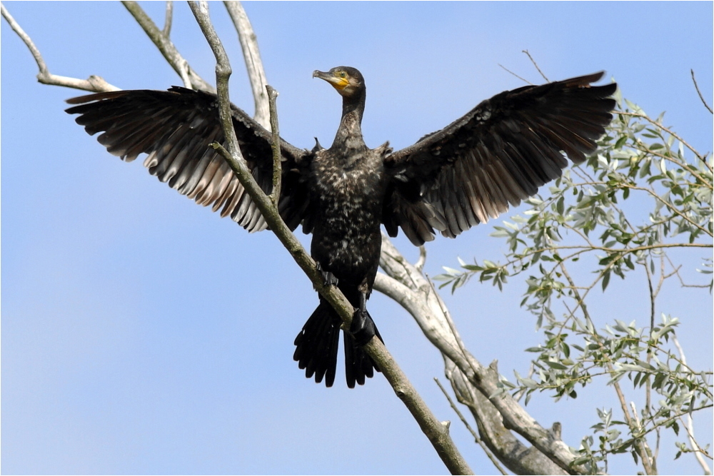 Kormoran