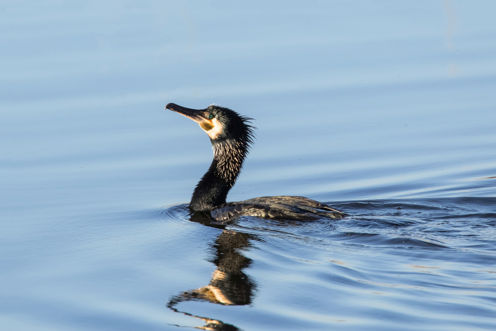 Kormoran...