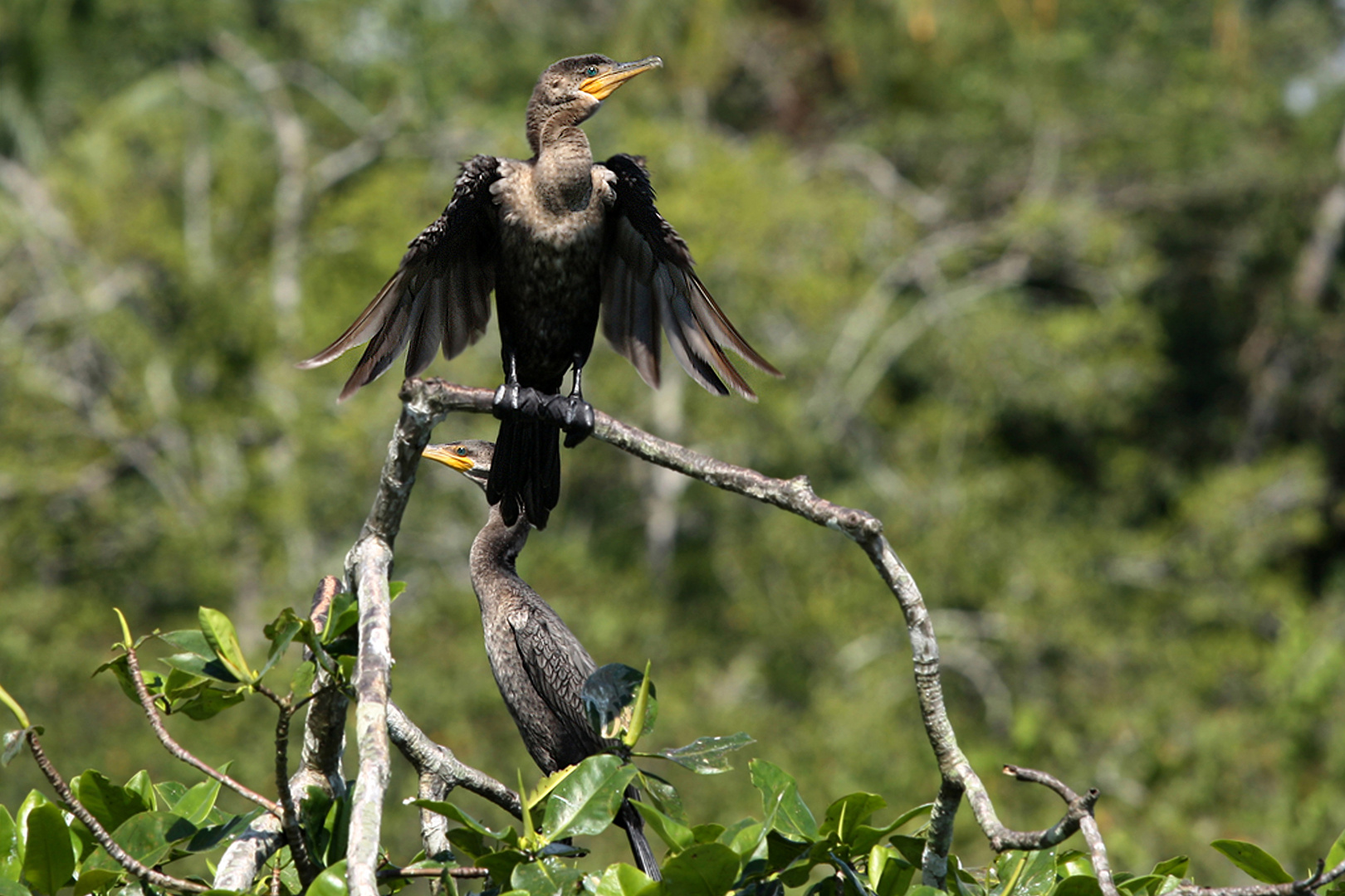 Kormoran