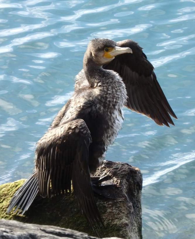 Kormoran