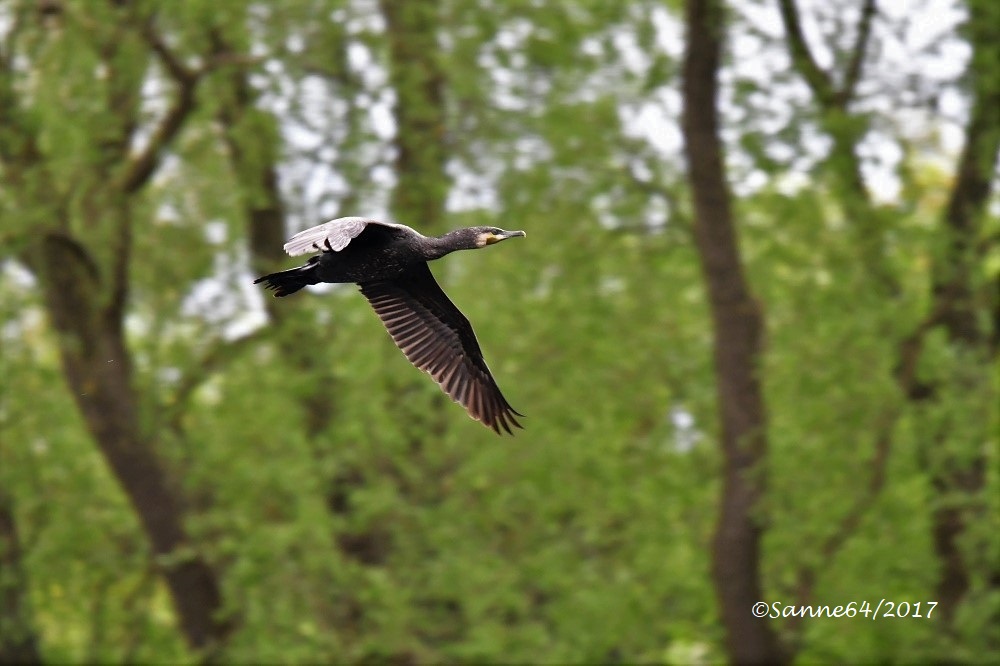 Kormoran