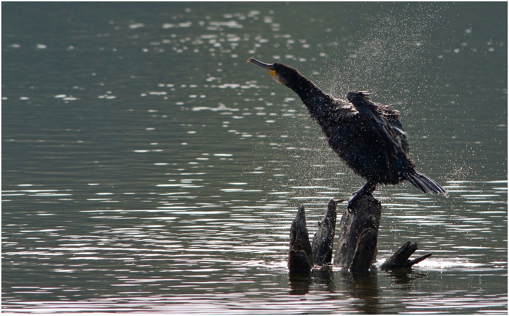 Kormoran