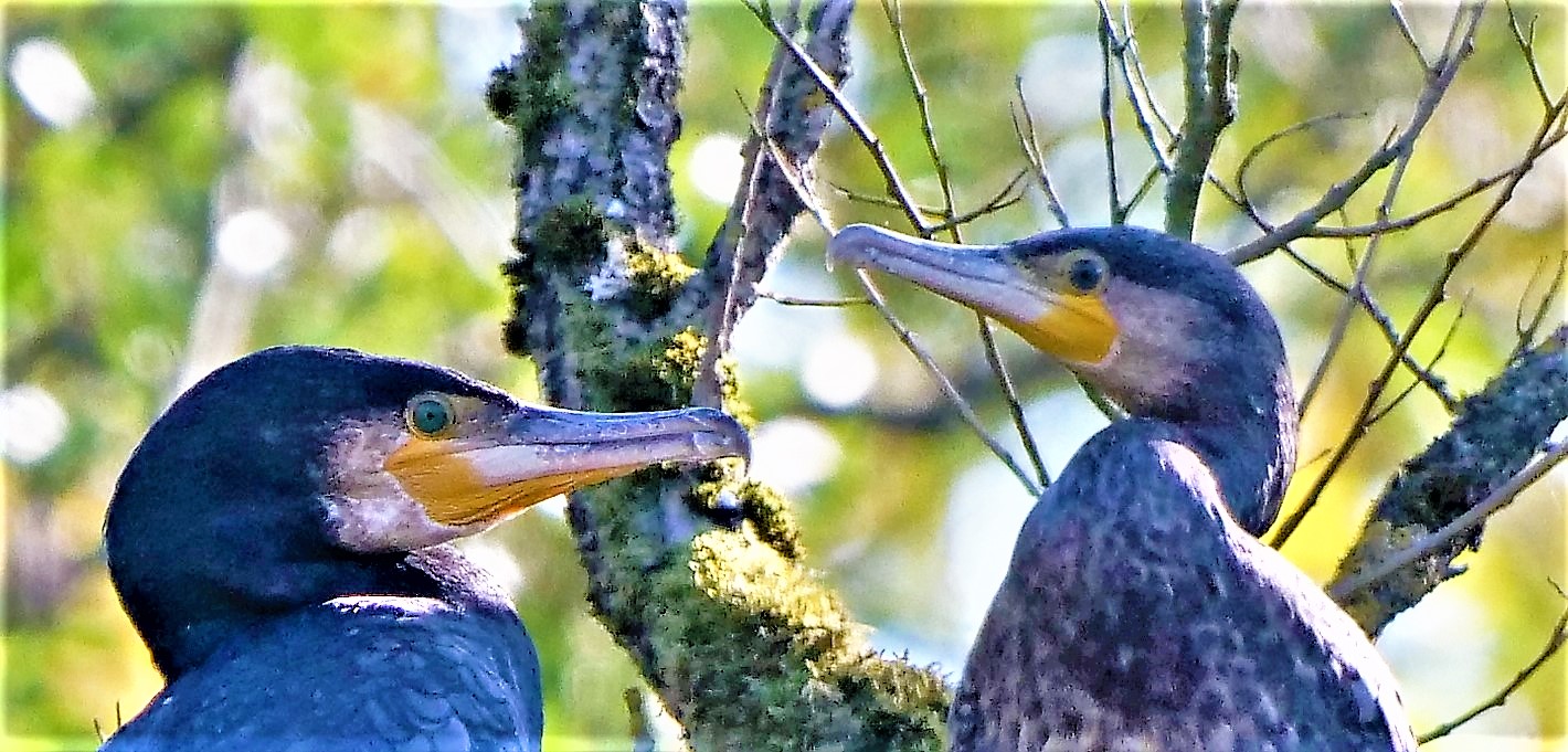 Kormoran