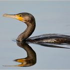 Kormoran