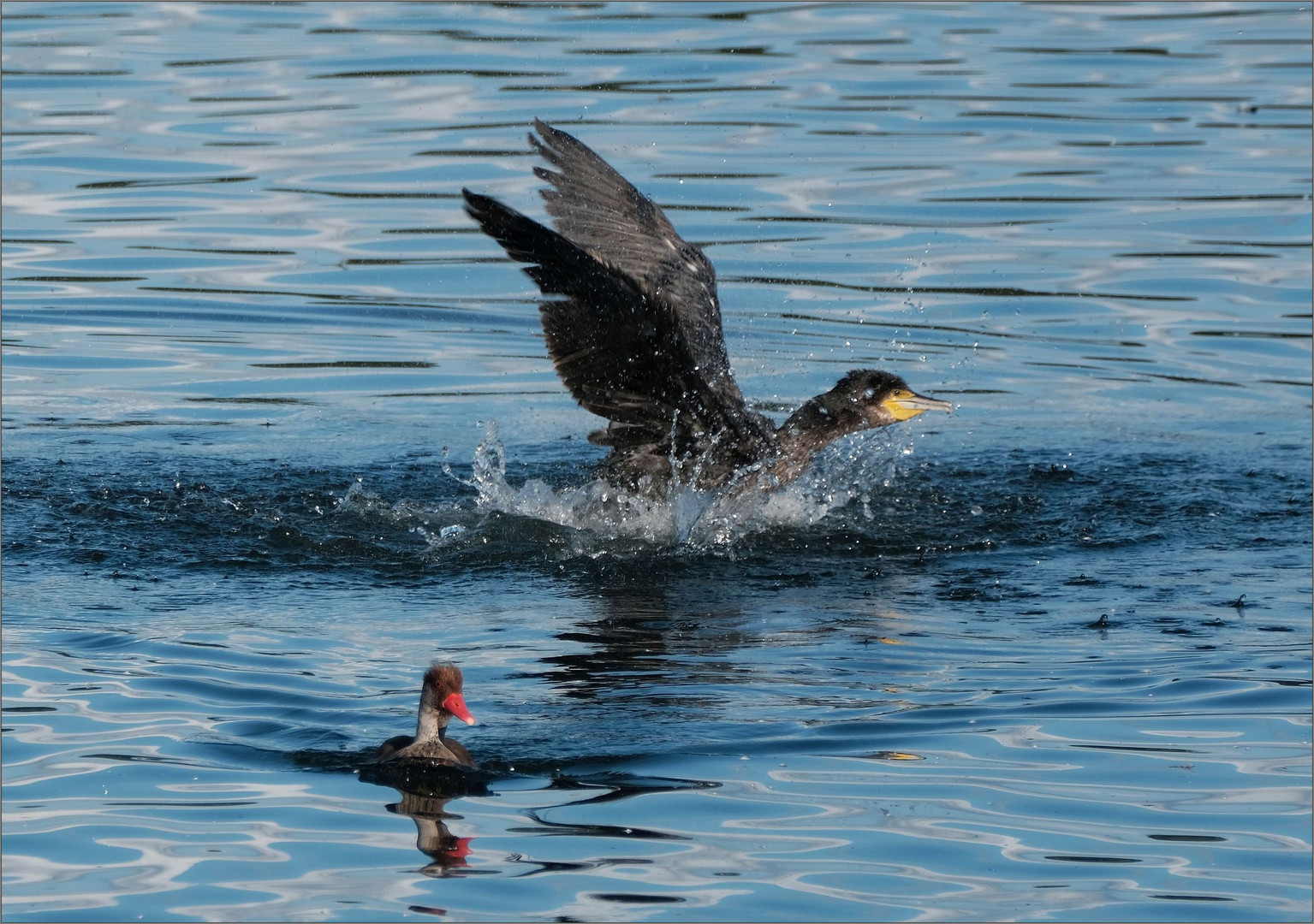 kormoran...