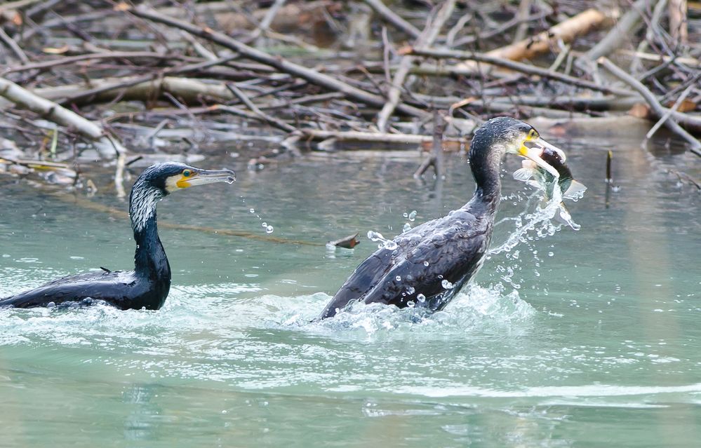 Kormoran