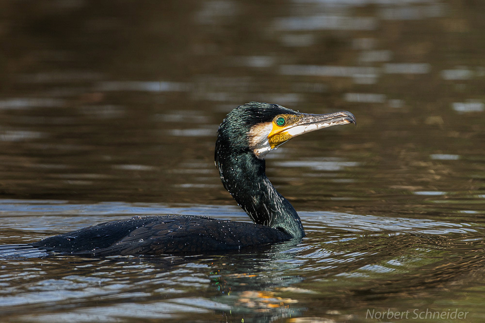 Kormoran