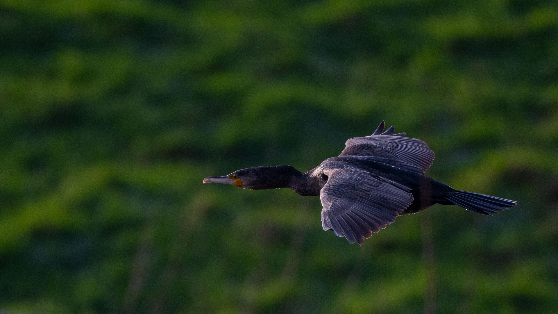 Kormoran