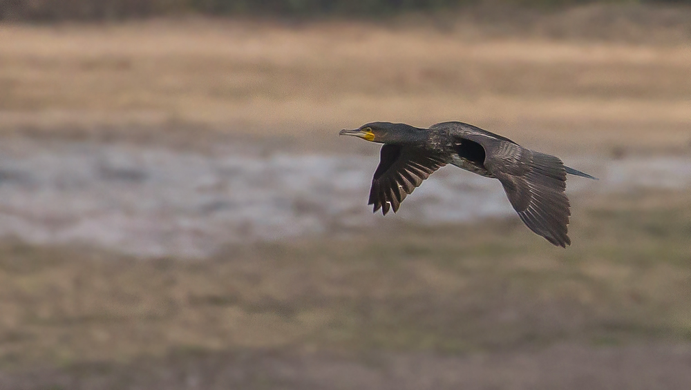 Kormoran