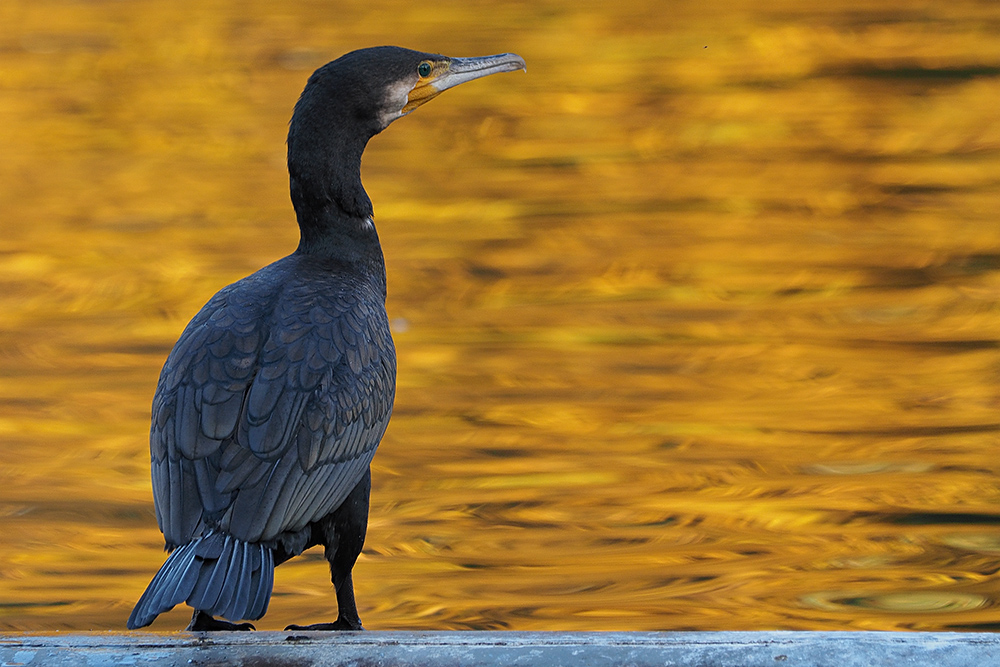 Kormoran